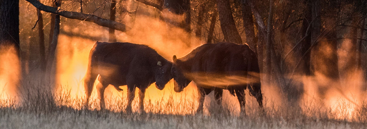 Two bulls butting heads