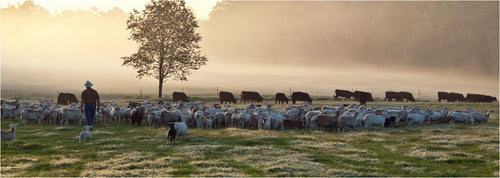 Man walking through field with sheep and cattle