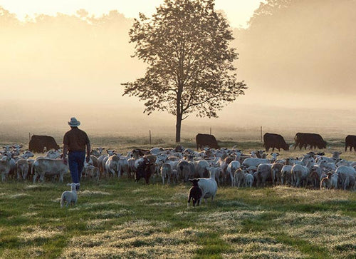 Man walking through field with sheep and cattle