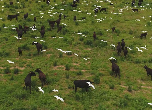 Overhead shot of white cattle egrets flying over grazing cattle