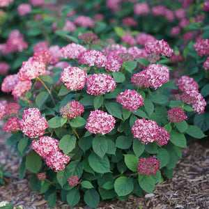 INVINCIBELLE® Ruby Smooth Hydrangea