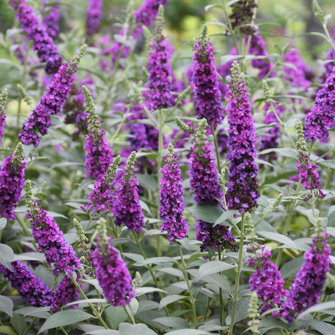 'Miss Violet' Butterfly Bush