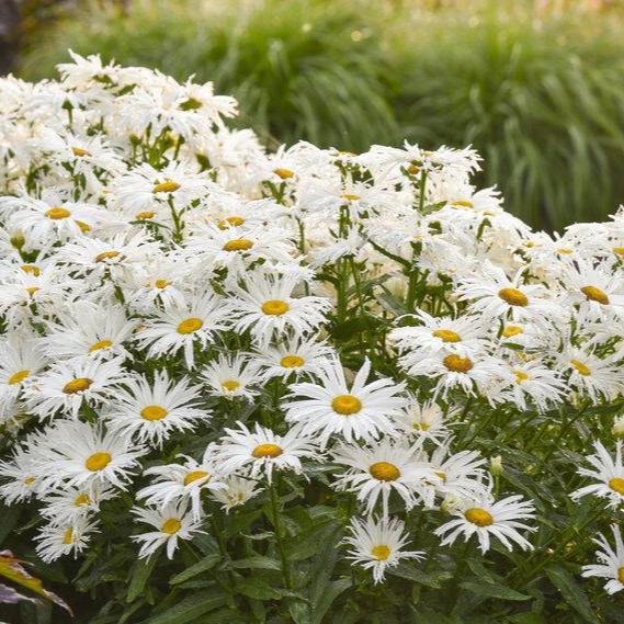 Amazing Daisies® 'Spun Silk' Shasta Daisy