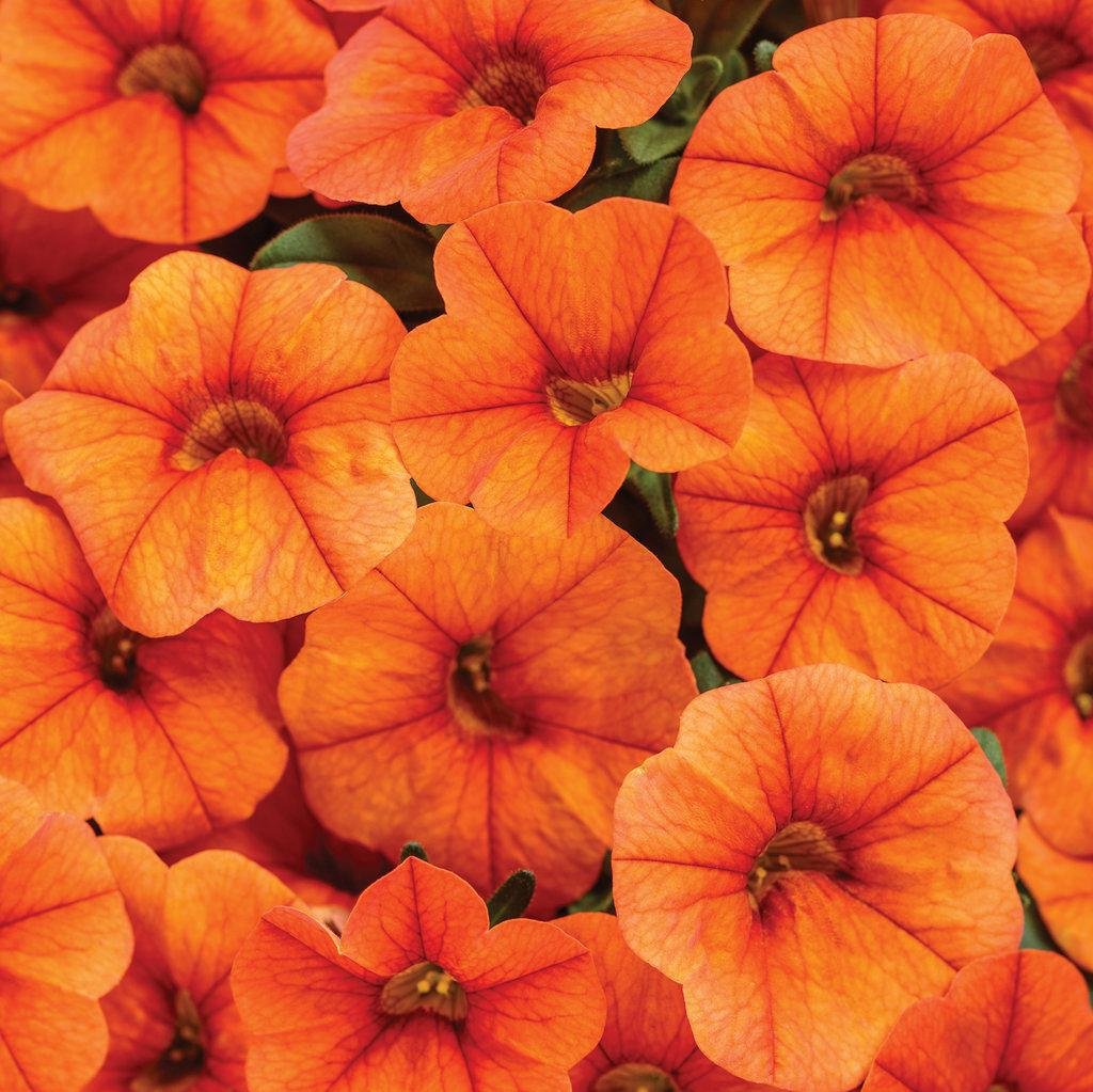 Superbells® Dreamsicle® Calibrachoa| Proven Winners®