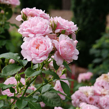 REMINISCENT® Pink Rose
