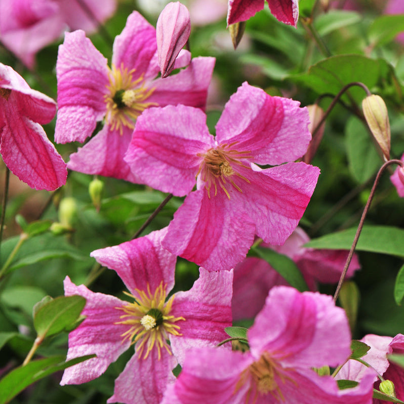 PINK MINK® Clematis