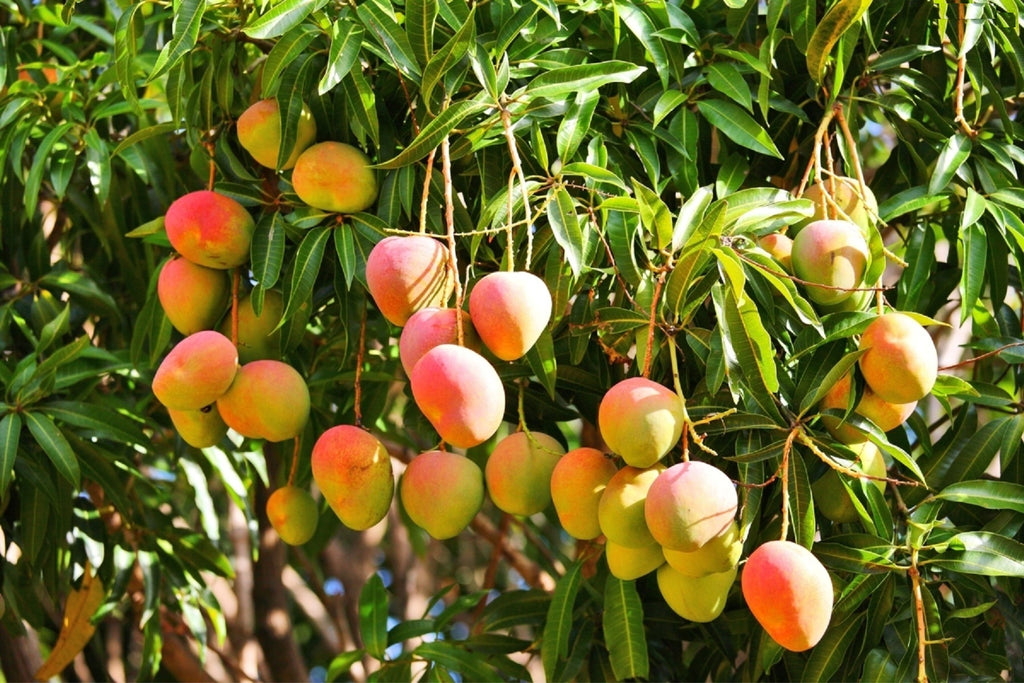 Amara’s Enchanted Forest AEF shopaef Harvey Prince Organics Perfume Fragrance Whisper Mango Fruits Sweet Soft Scent