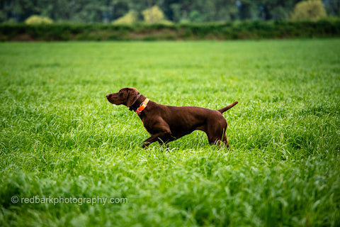 all brown GSP pointing in a field