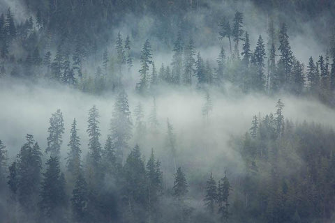 Moody Pemberton Squamish forest