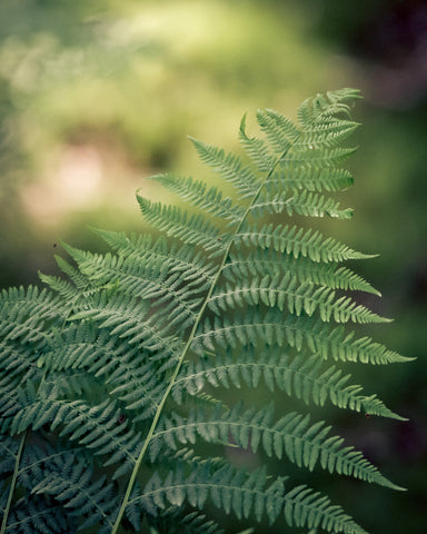 Naturschutz, Flora und Fauna retten