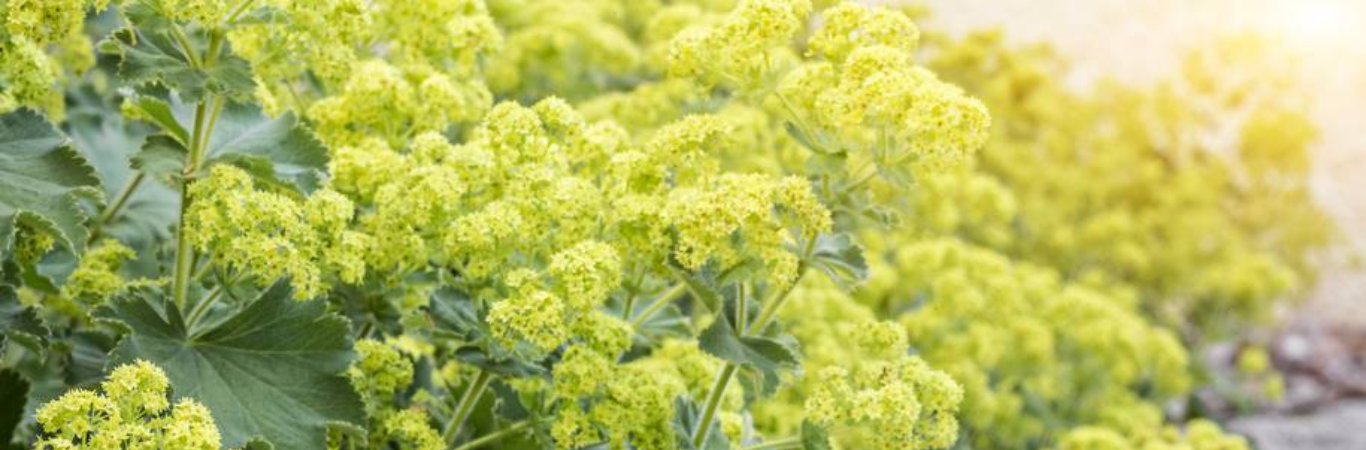 Alchémille (Alchemilla vulgaris) - soins de la femme