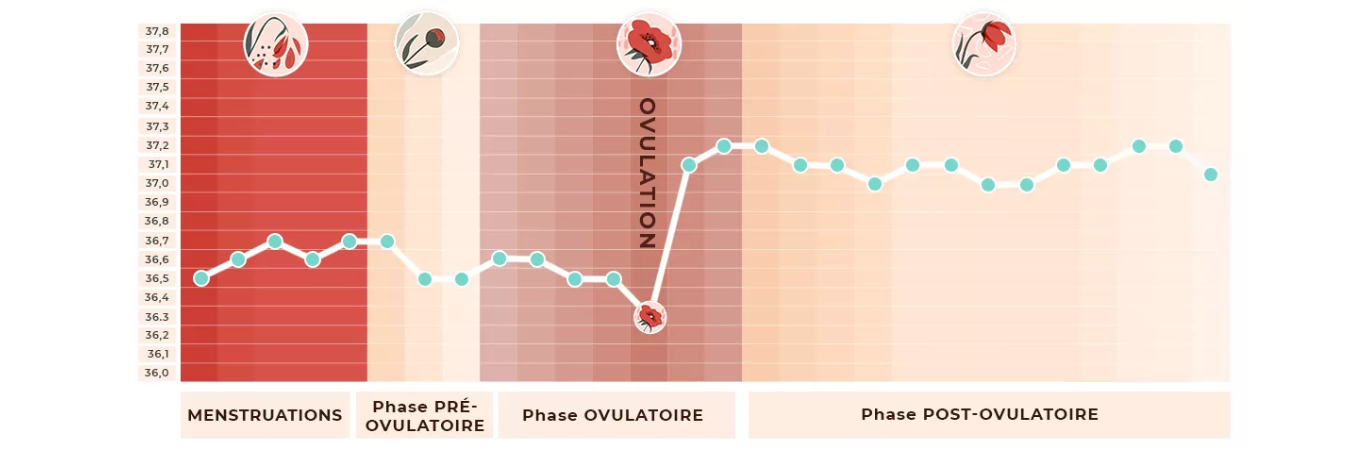 Tout savoir sur la symptothermie