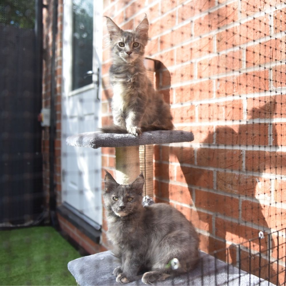 Catnets  Cat Netting, Cat Nets, Cat Runs, Cat Containment