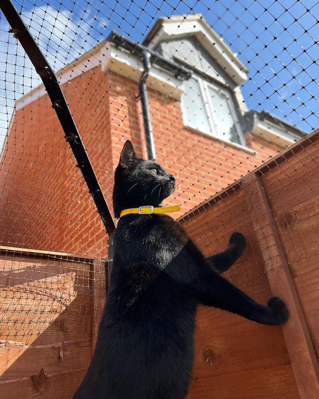 Cat peering over ProtectaPet fencing 