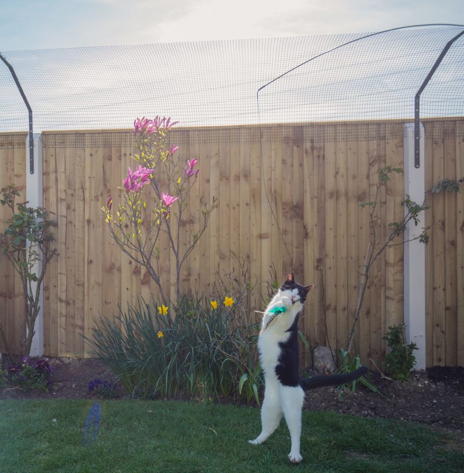 Cat enjoying an enriching outdoor environment with cat friendly toys and plants in the safety of ProtectaPet Cat Fence Barriers