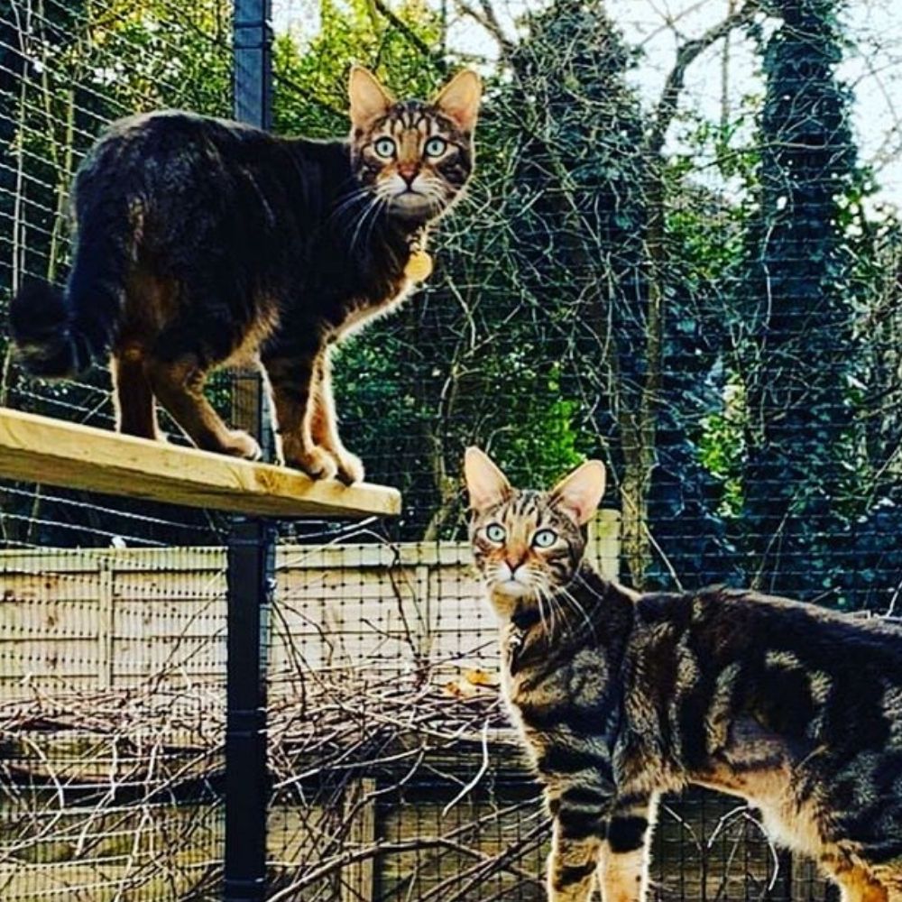 Outdoor Cat Enclosure for Patio