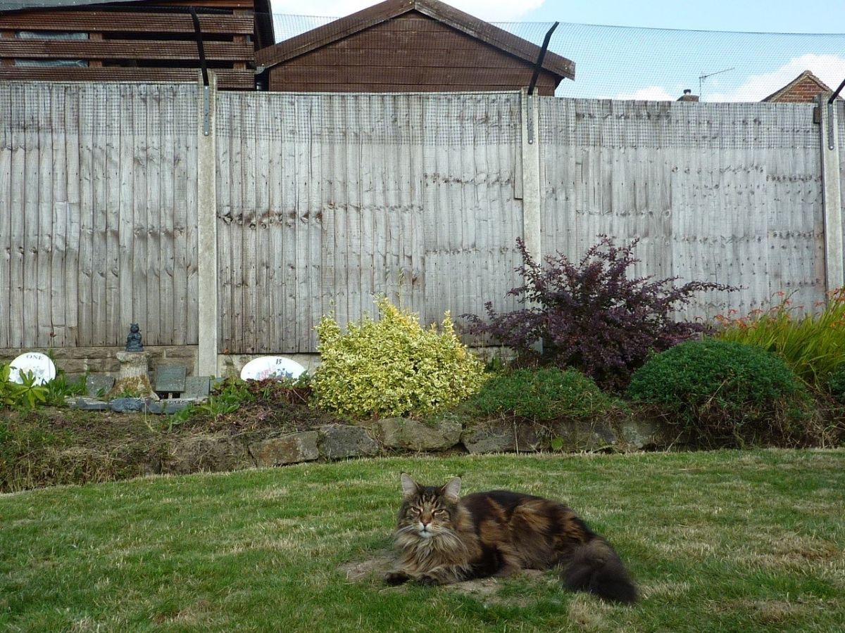 Cat Fence Barrier in Garden