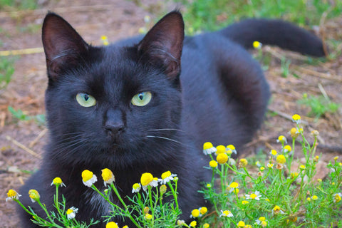 10 Indoor and Outdoor Plants that are Cat safe | ProtectaPet