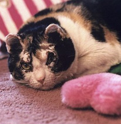 NYC's feline hero relaxing in her home