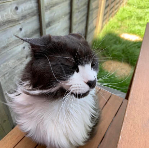 Cat in Windy Garden