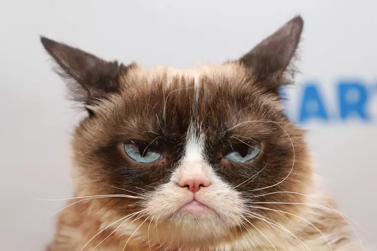 Tardar Sauce aka Grumpy Cat, the meme sensation