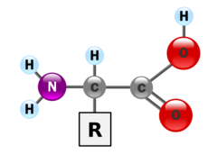 amino acid profile for almond fudge bars