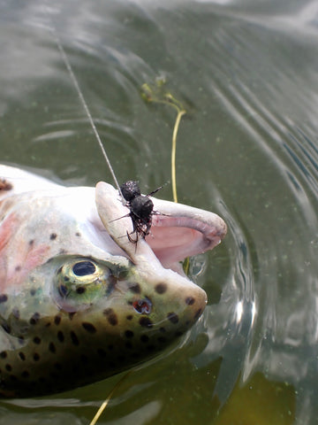 Barbed vs barbless flies • FlyFish Circle