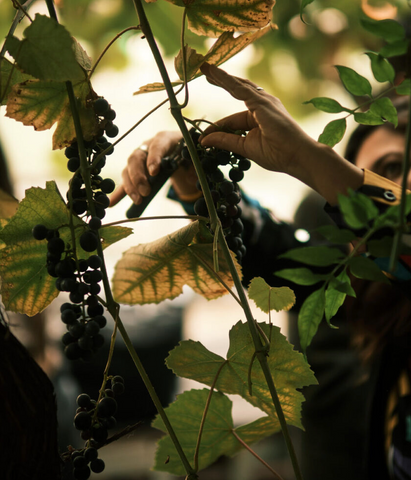 Pinot Noir grape harvesting at the Secret Garden Distillery for their Pinot Noir Gin