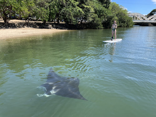 hale'iwa anahulu river rainbow bridge hawaii paddle boarding