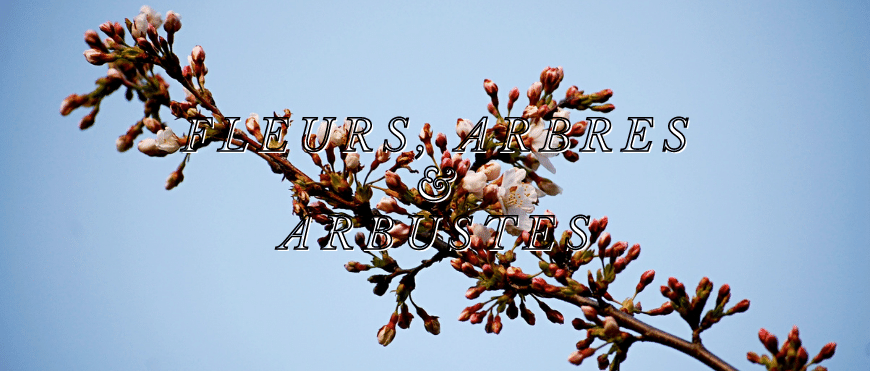 Livres d'occasion sur les fleurs, les arbres et les arbustes