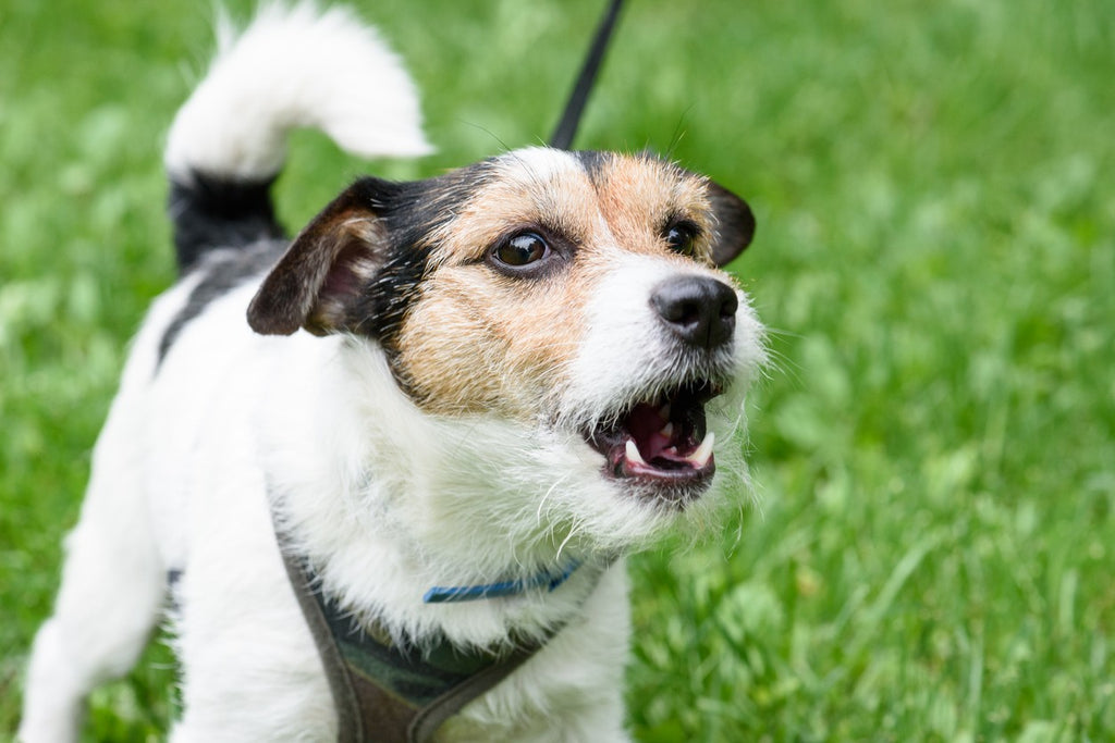 small-angry-dog-on-leash