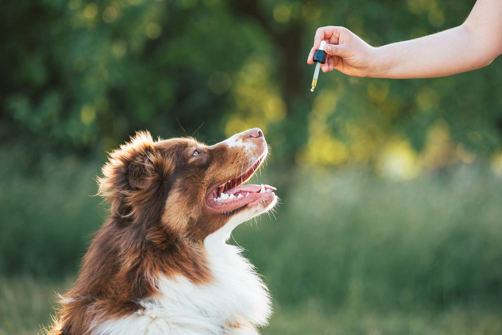 woman-giving-cbd-oil-to-dog