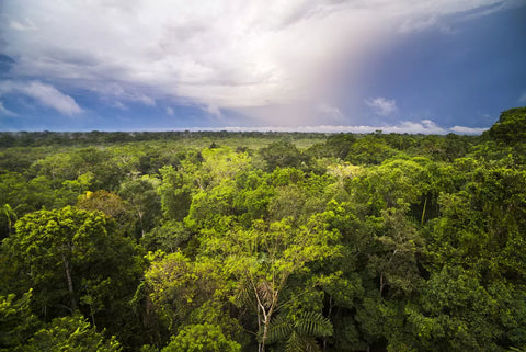 Amazon rainforest at sacha lodge