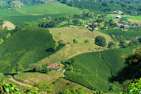 Colombian coffee farms