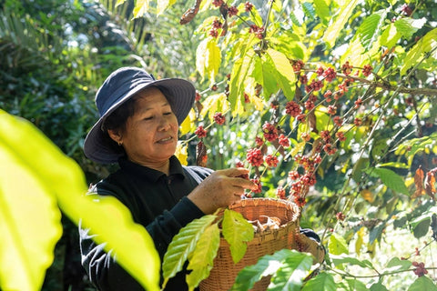 Farmer in plantation coffee berries harvest in far