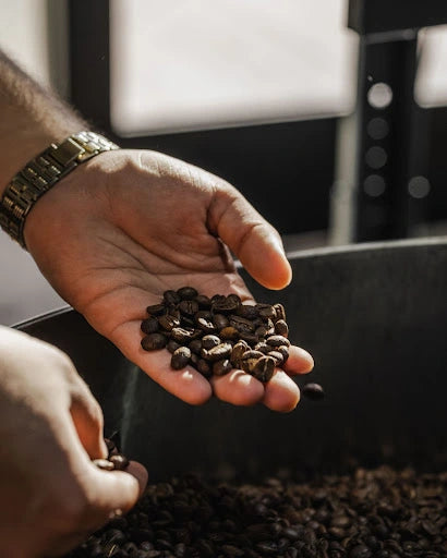 Different types of coffee bean plants