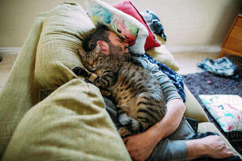sonno e gatti 