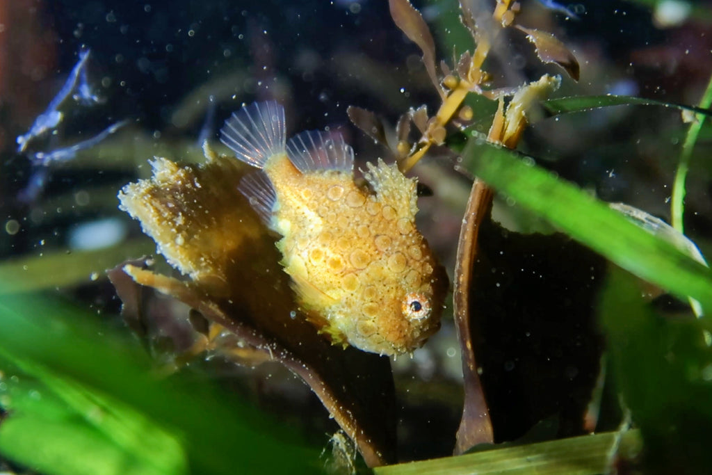 Spiny Pacific Lumpsucker | Campbell River, BC