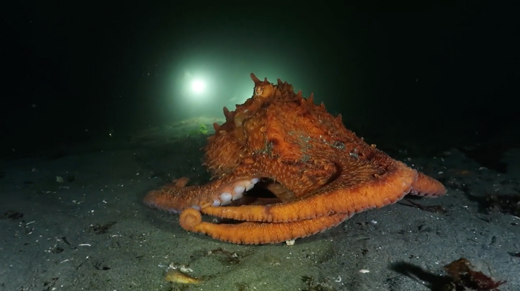 Giant Pacific Octopus | Campbell River, BC