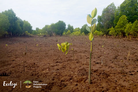 Trees planted by @koko+kind