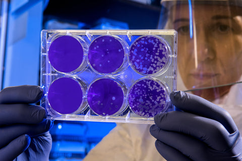 Scientifique étudiant une bactérie contenue dans une boîte de pétri