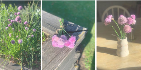 Chives in flower, picked and popped into a vase