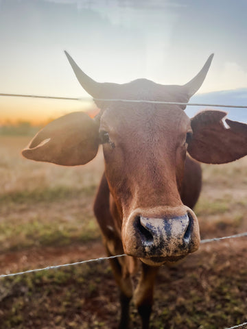 cow-at-ringers-rest-mareeba