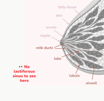 Busting 4 myths about your breast anatomy (it'll change how you pump) –  Milkdrop