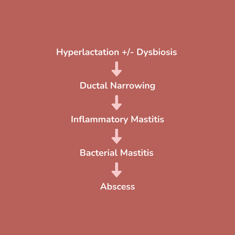 Diagram explaining Mastitis. It shows a flow chart showing that Hyperlactation plus or minus dysbiosis which can lead to ductal narrowing which can lead to Inflammatory mastitis which can lead to Bacterial Mastitis which can lead to and Abscess