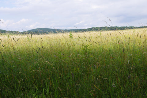 A rolling meadow, perfect for a picnic or a nap. Nestled in Shenandoah National Park, add this gorgeous and relaxing view to your list of next adventures!