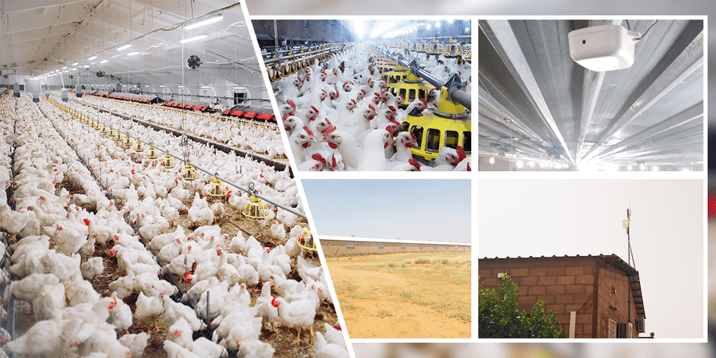 Smart Poultry Farming