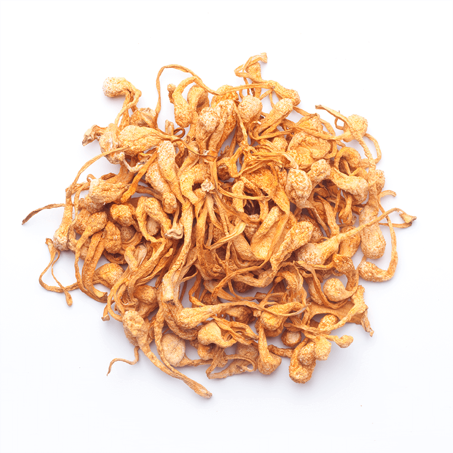 Cordyceps