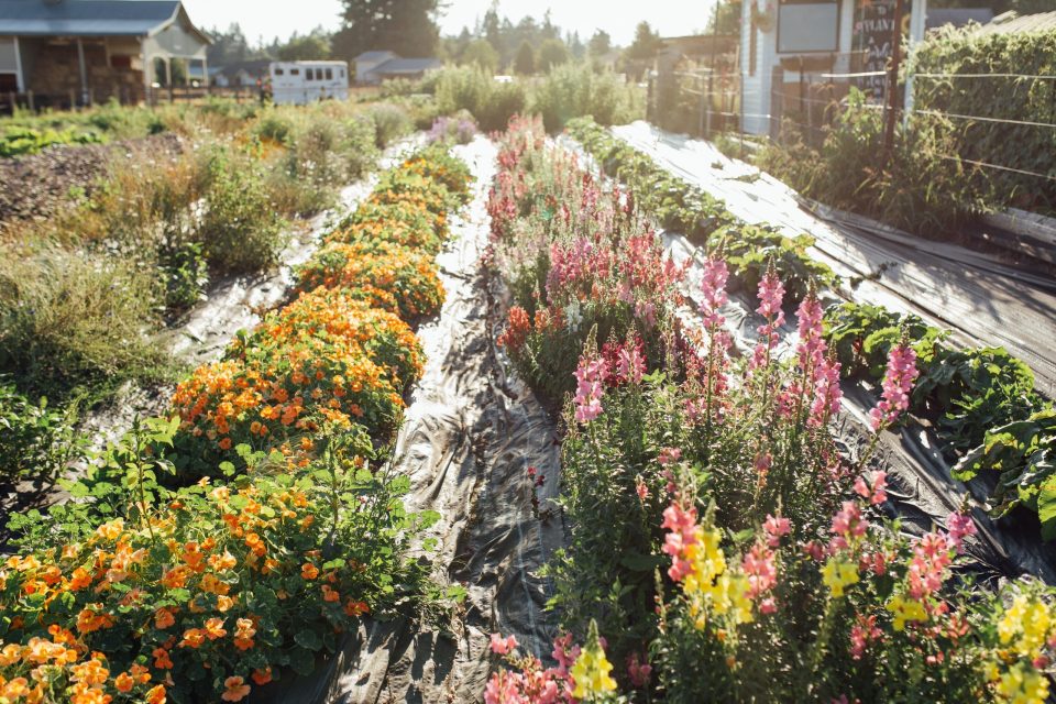 flower garden in the pacific northwest