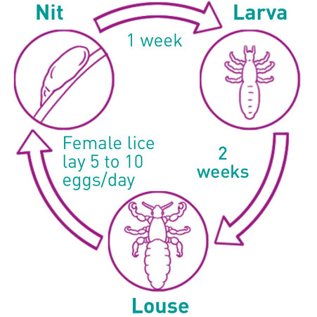 cycle of lice